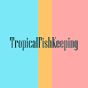 Tropical Fish Keeping