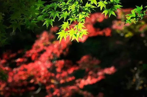 摄影构图中这些原则,也许老师也没告诉过你!
